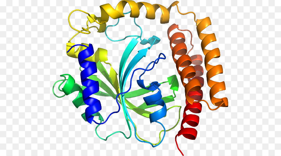 Estrutura Proteica，Biologia PNG