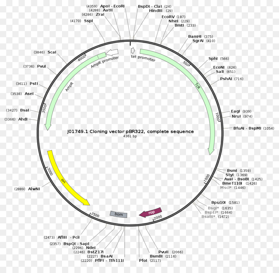 Plasmidial，Vetor PNG