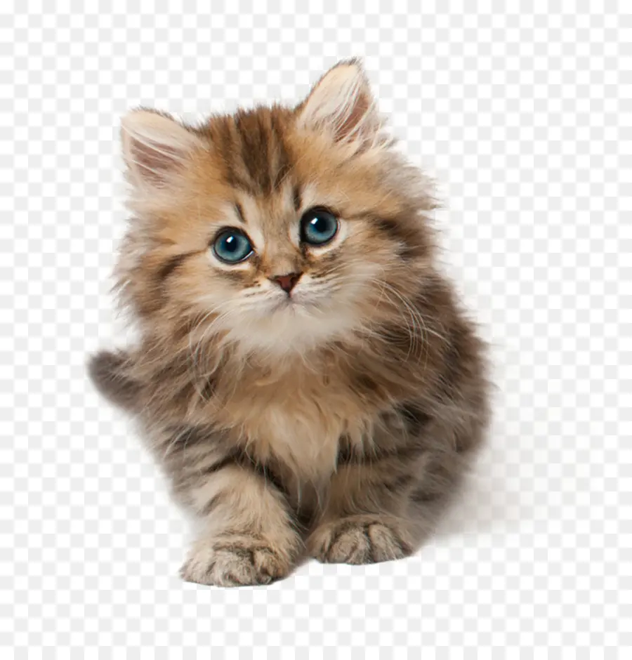 Gatinho Laranja Fofo，Gatinho PNG