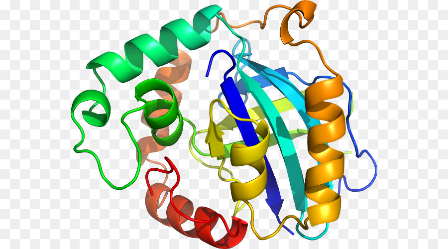 Estrutura Proteica，Biologia PNG