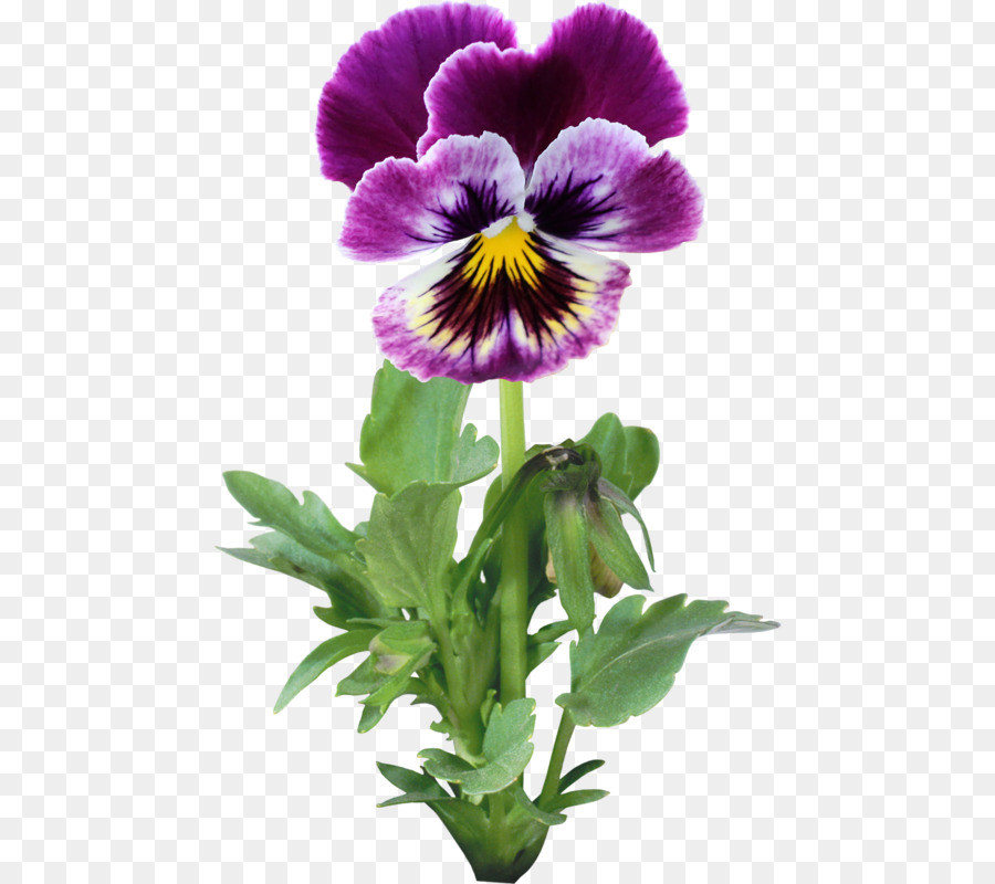 Pansy，Flor PNG