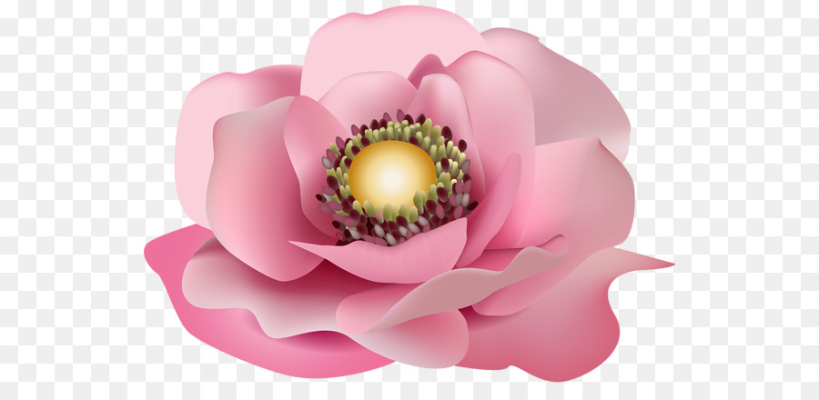 Cor De Rosa，Flor PNG