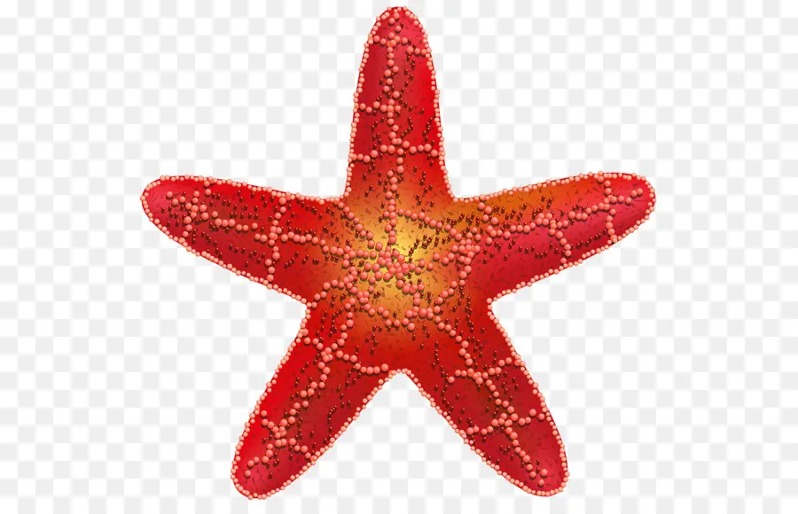 Estrela Do Mar，Estrela Vermelha PNG