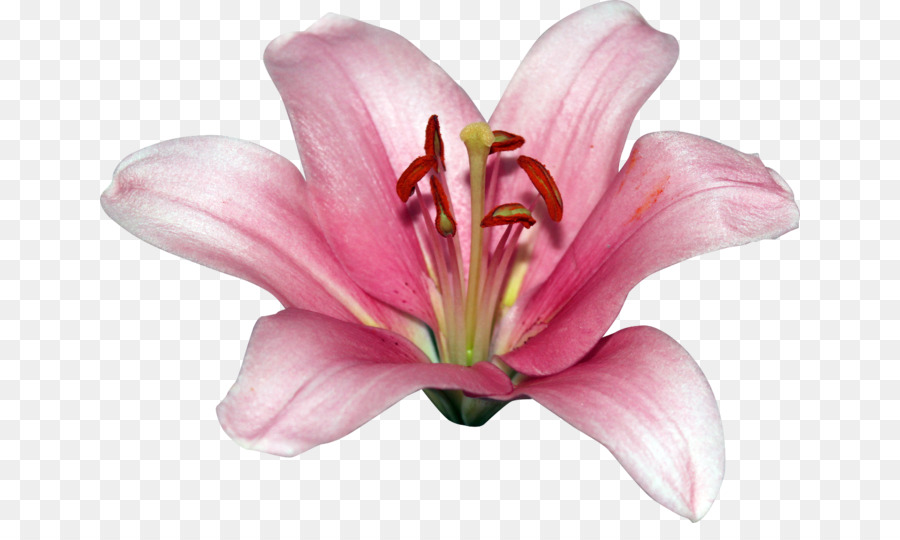 Orquídea Rosa，Florescer PNG