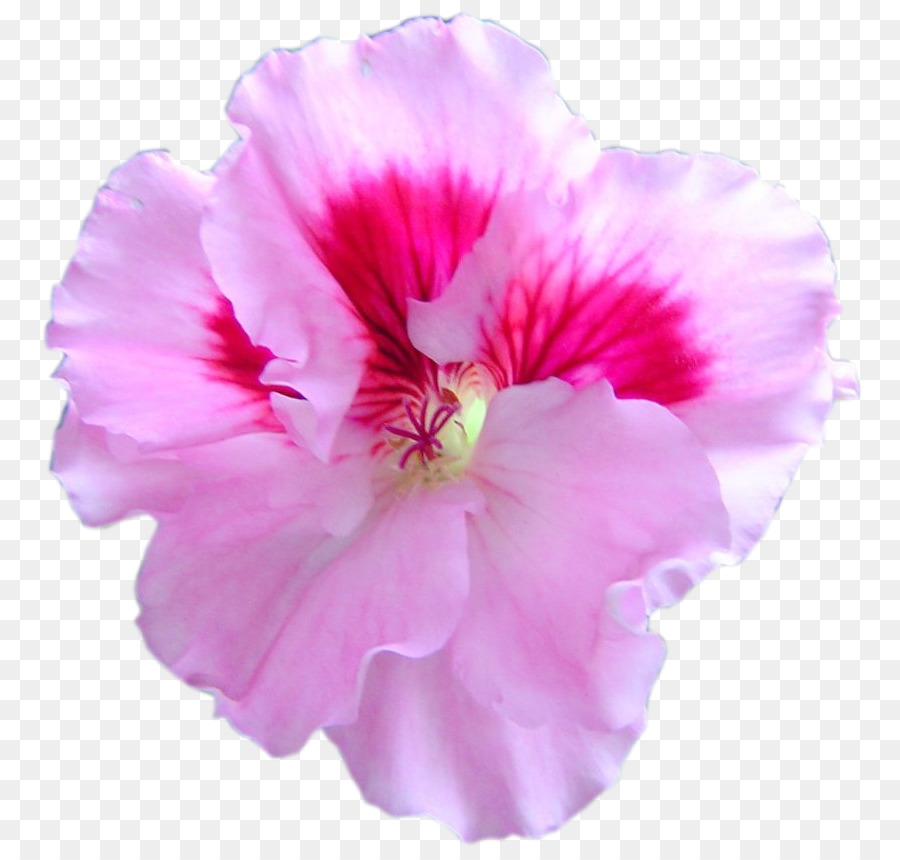 Rosemallows，Guindaste Sbill PNG