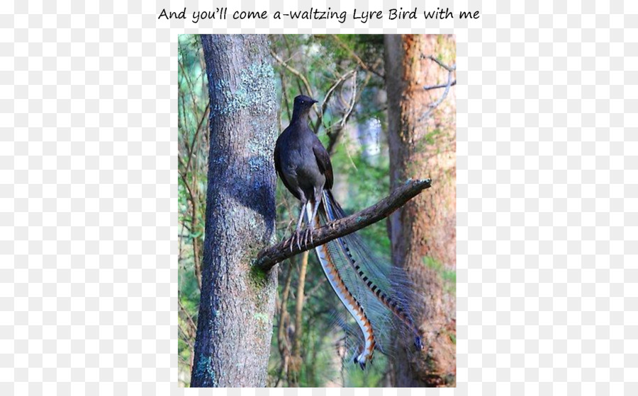 Aves，Excelente Lyrebird PNG