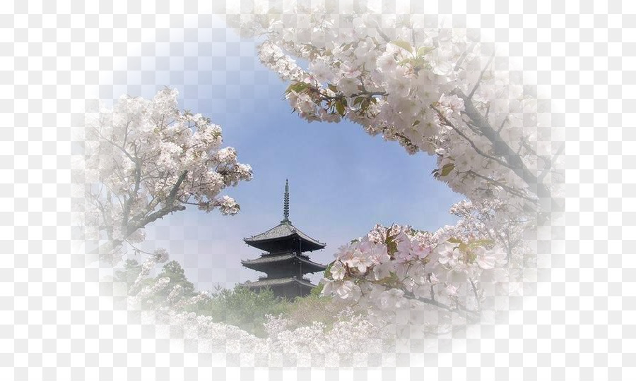 Pagode Japonês，Flores De Cerejeira PNG