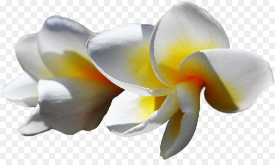 Flores Brancas，Florescer PNG