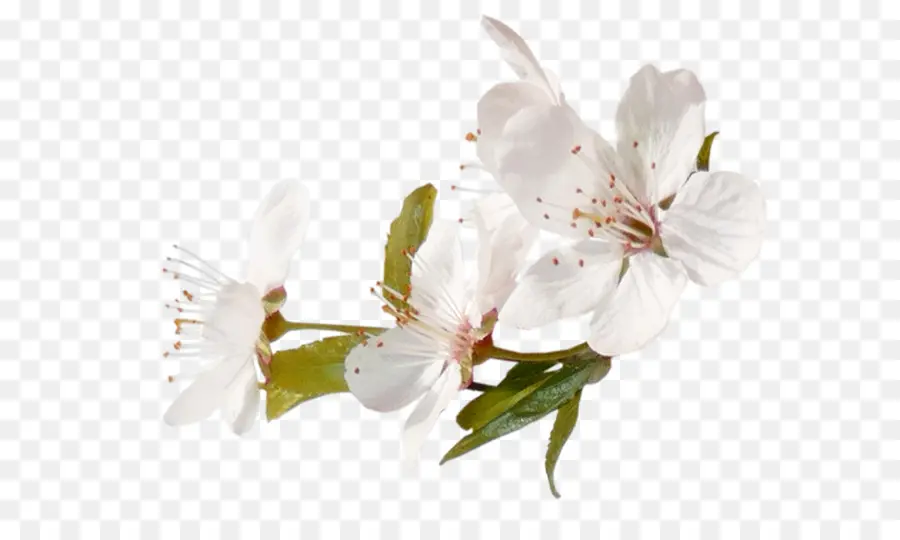 Flores，Florescer PNG