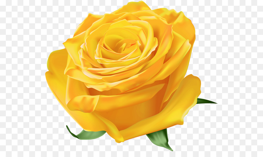 Rosa Pêssego，Florescer PNG