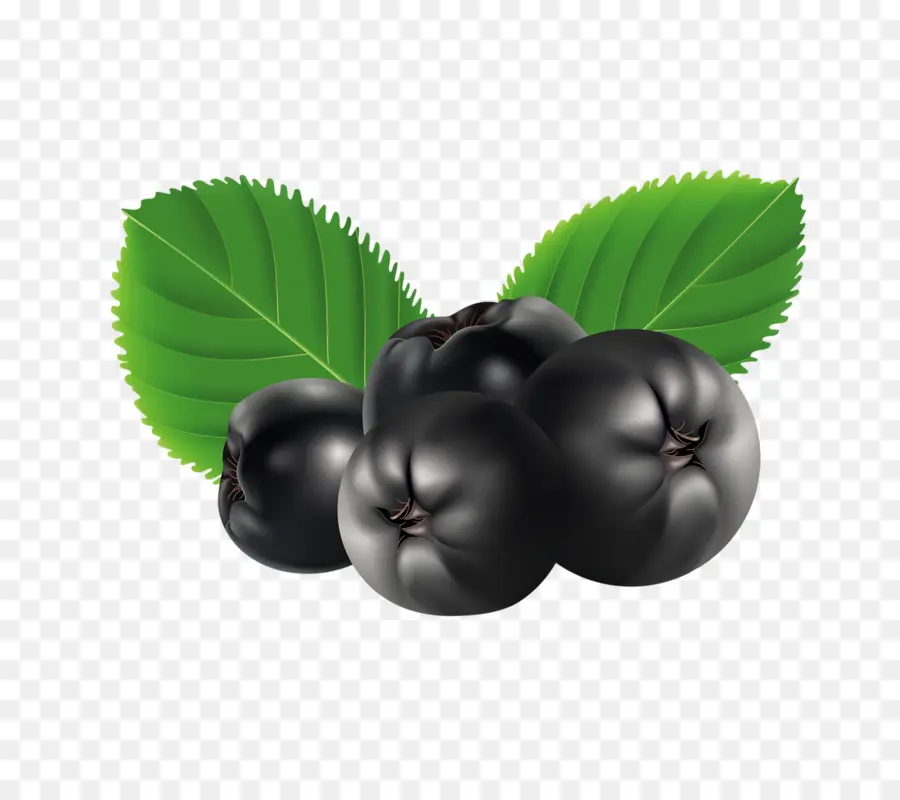 Desenho，Aronia Melanocarpa PNG