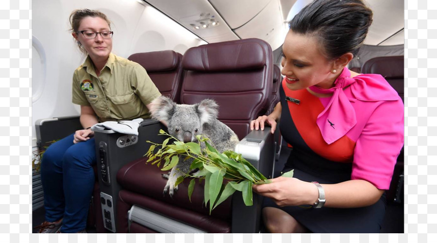 Koala，Voo PNG
