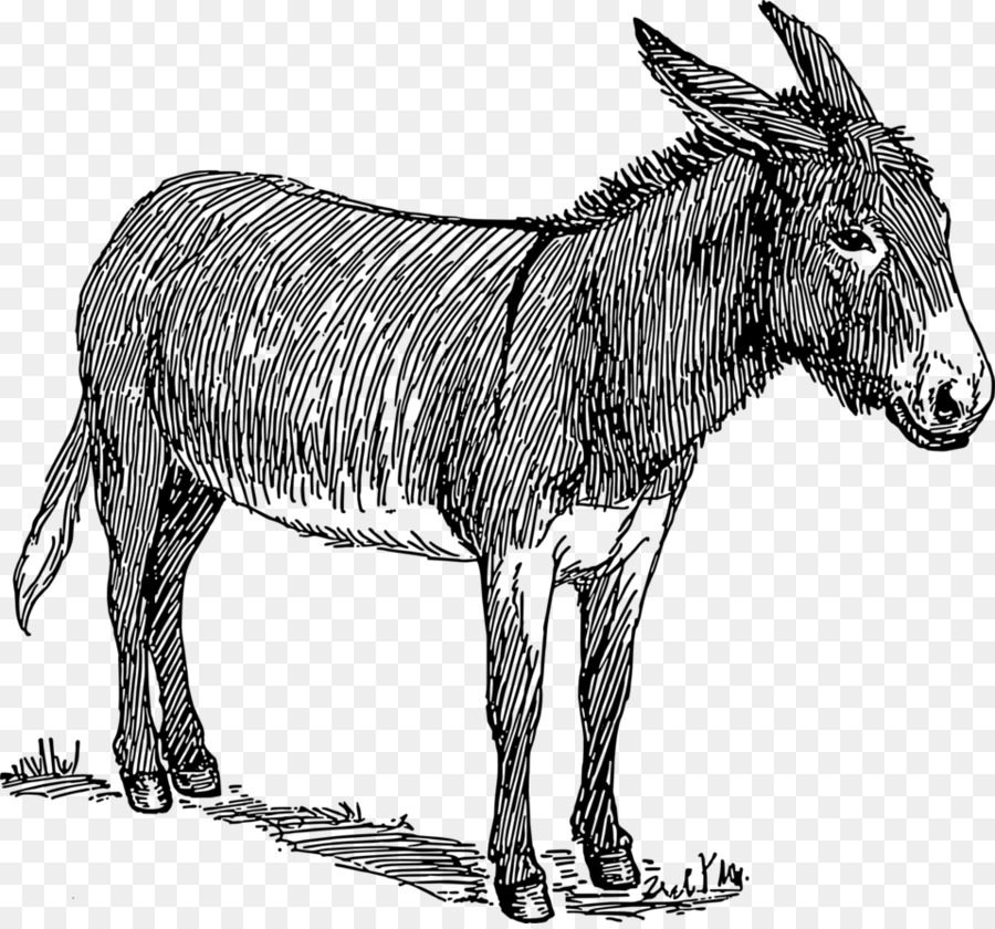 Burro，Fazenda PNG