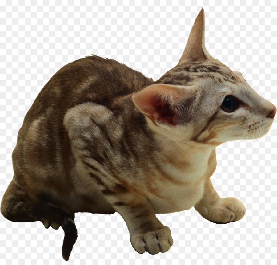 Gato Doméstico De Pêlo Curto，European Shorthair PNG