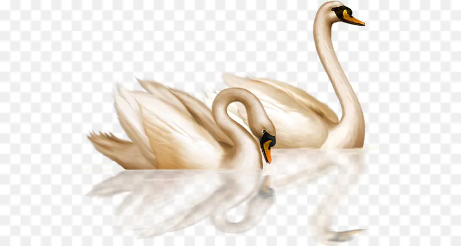 Cisnes，Água PNG