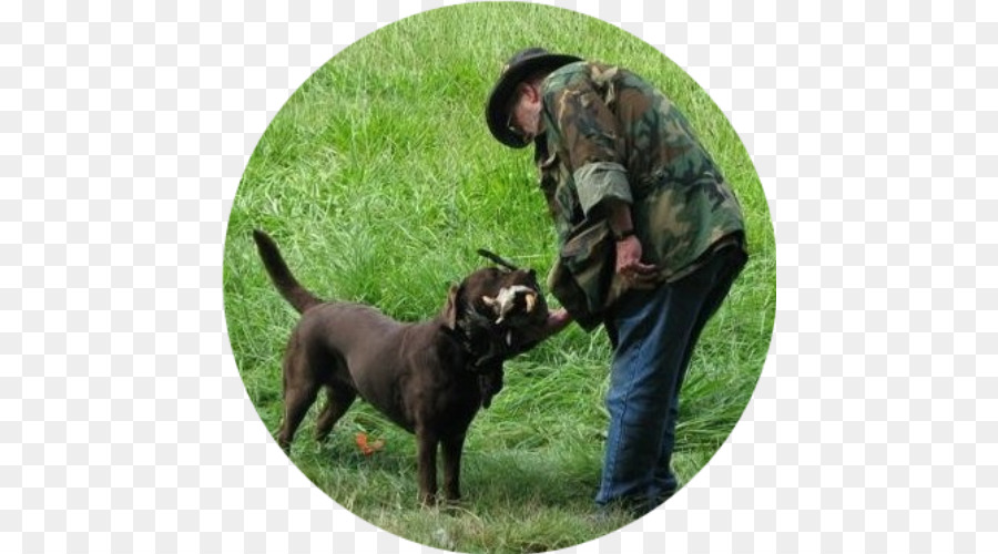 Labrador Retriever，Cão De Caça PNG