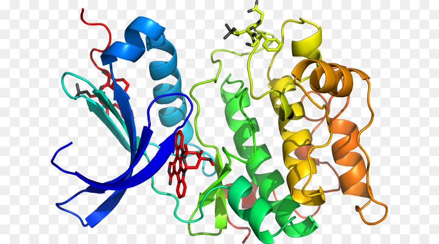 Estrutura Proteica，Biologia PNG