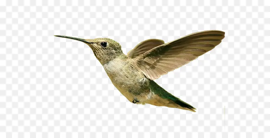 Colibri，Vôo PNG