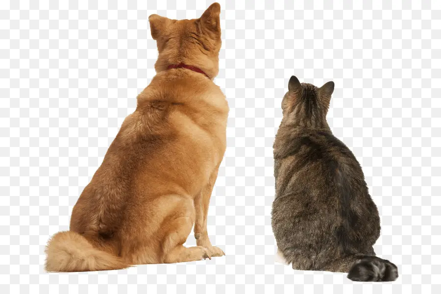 Cão E Gato，Animais De Estimação PNG