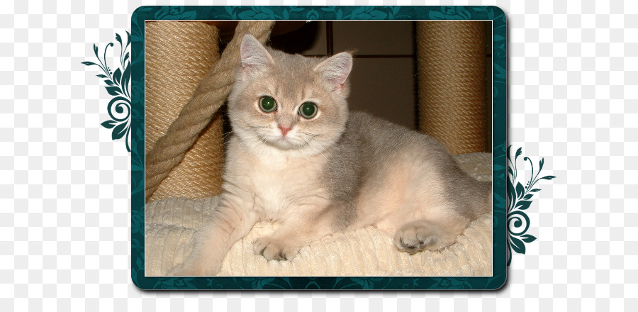 European Shorthair，American Shorthair PNG