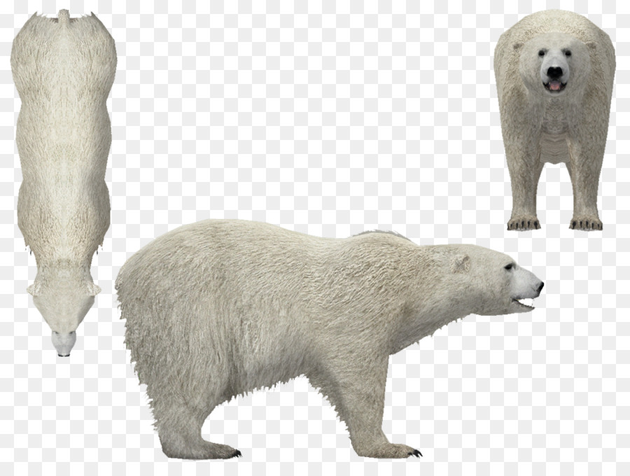 Urso Polar，Urso PNG