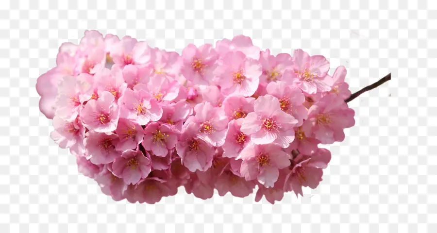 Flores Cor De Rosa，Florescer PNG