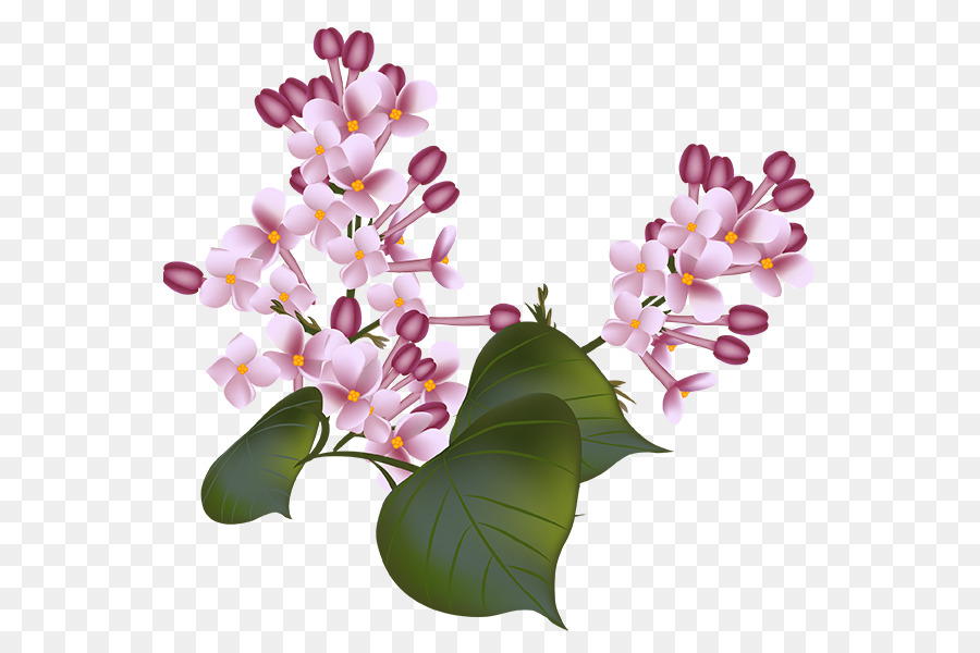 Flor，Florescer PNG