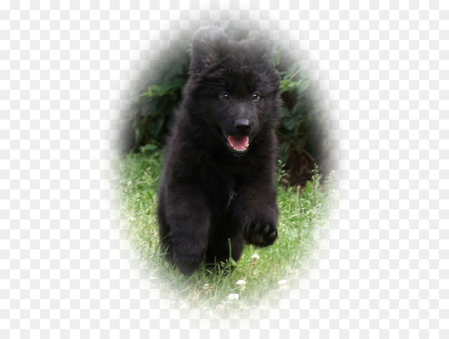 Spitz Alemão Mittel，Keeshond PNG