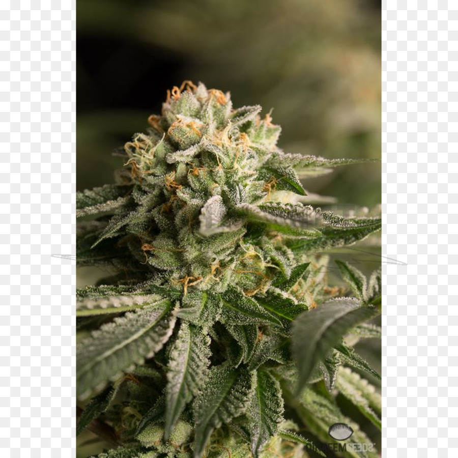 Planta De Cannabis，Maconha PNG