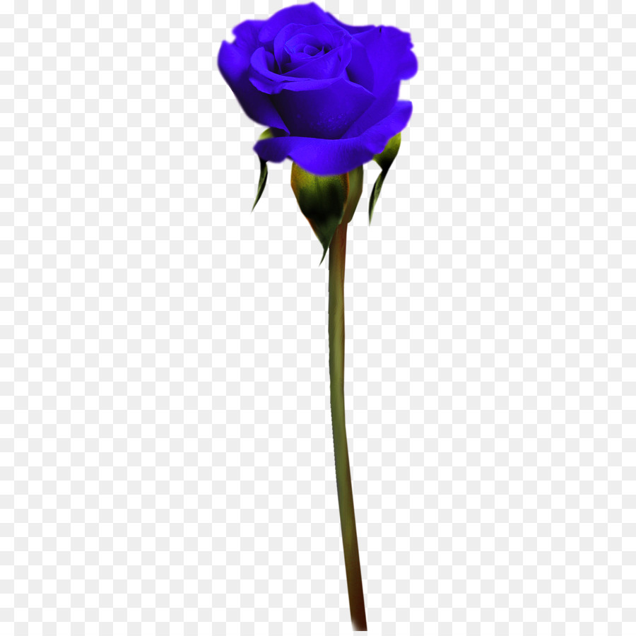 Rosa Azul，Tronco PNG