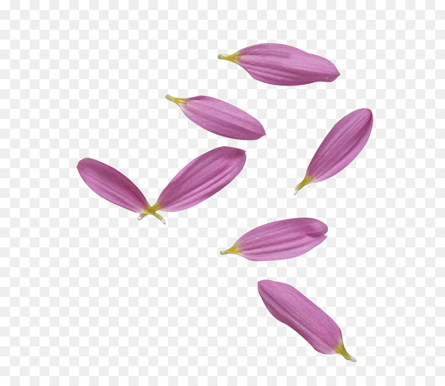 Pétalas De Flores，Rosa PNG