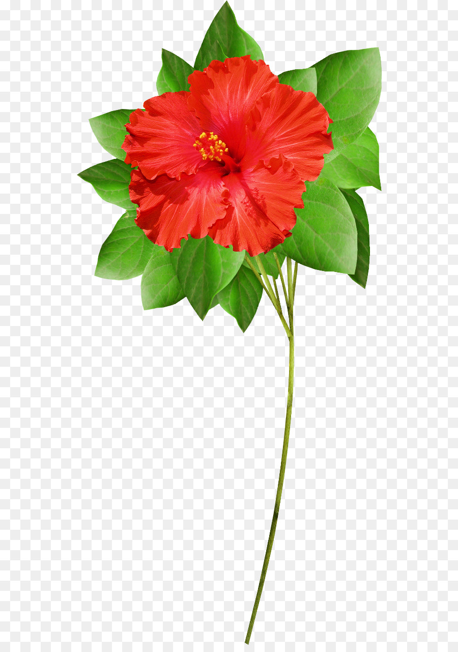 Flor Vermelha，Folhas Verdes PNG