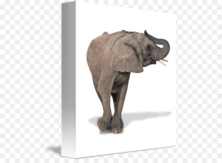 Elefante Indiano，Elefante Africano PNG