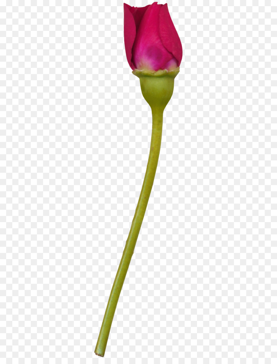 Rosa Rosa，Tronco PNG