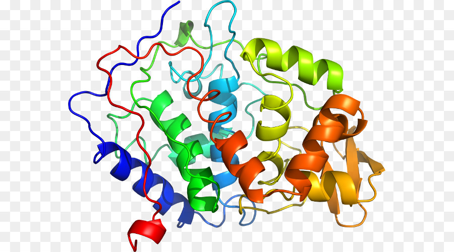 Slc3a2，Proteína PNG