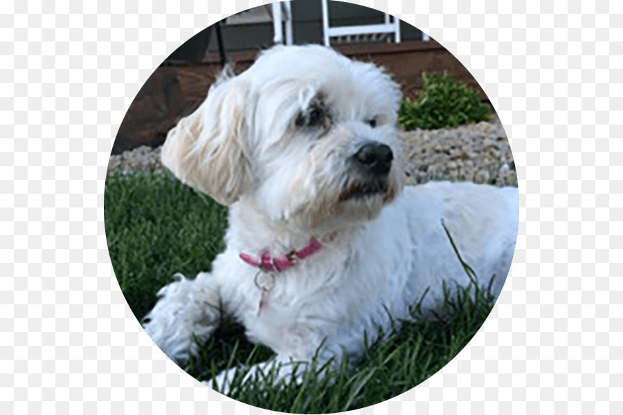 Cockapoo，Schnoodle PNG
