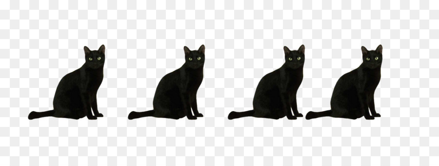 Gato，Preto PNG