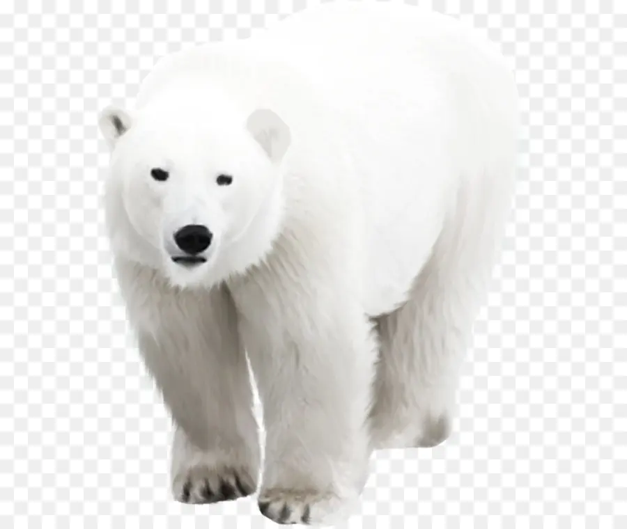 Urso Polar，Branco PNG