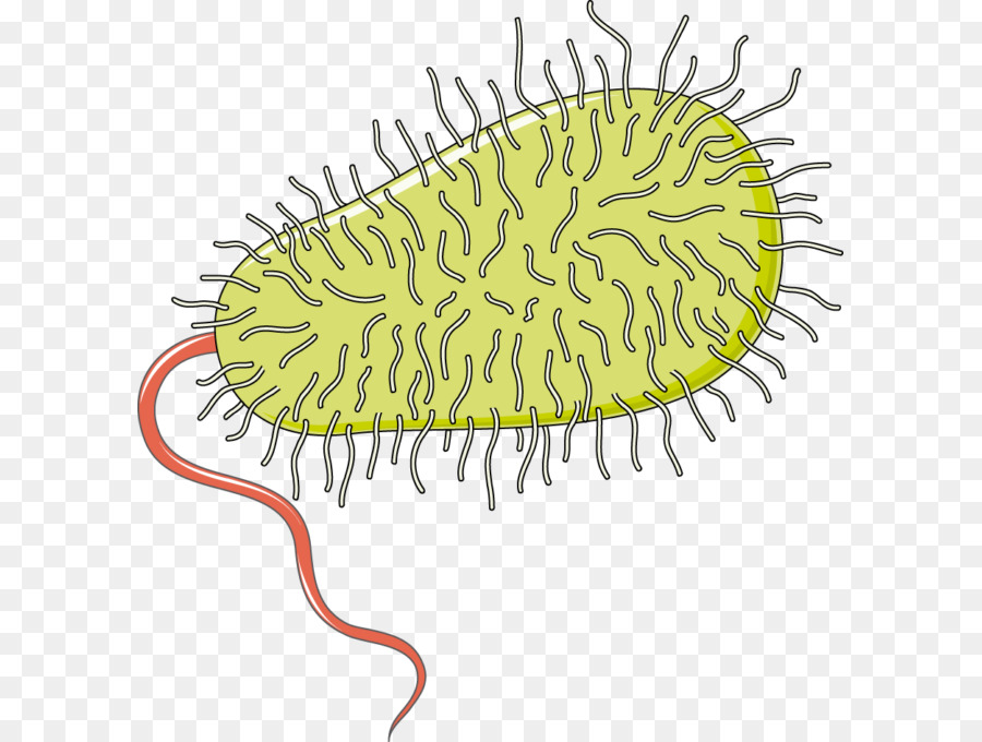 Bactérias，Doenças Infecciosas PNG