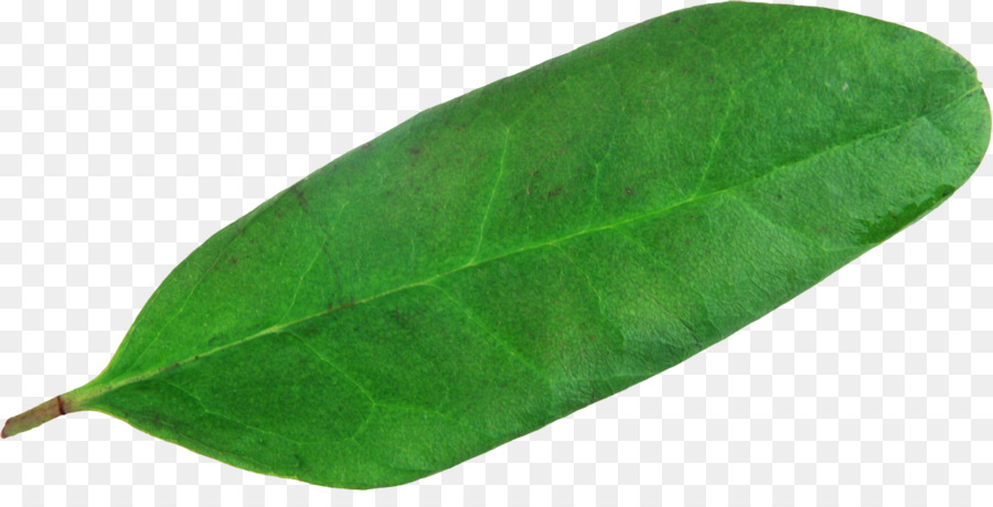 Folha Verde，Plantar PNG