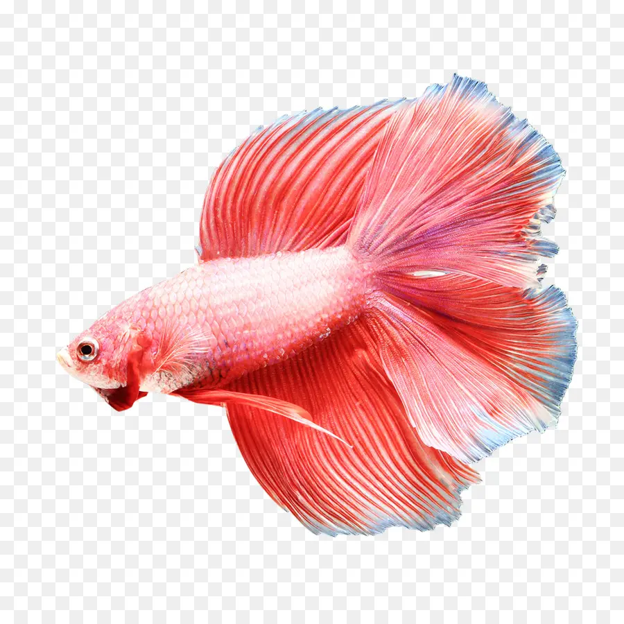 O Betta，Peixinho PNG