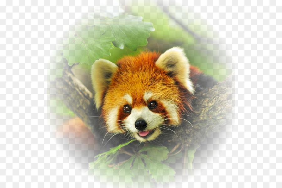 Panda Vermelho，Panda Gigante PNG