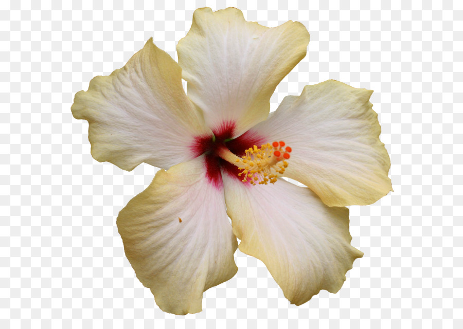 Flor，Hibisco PNG