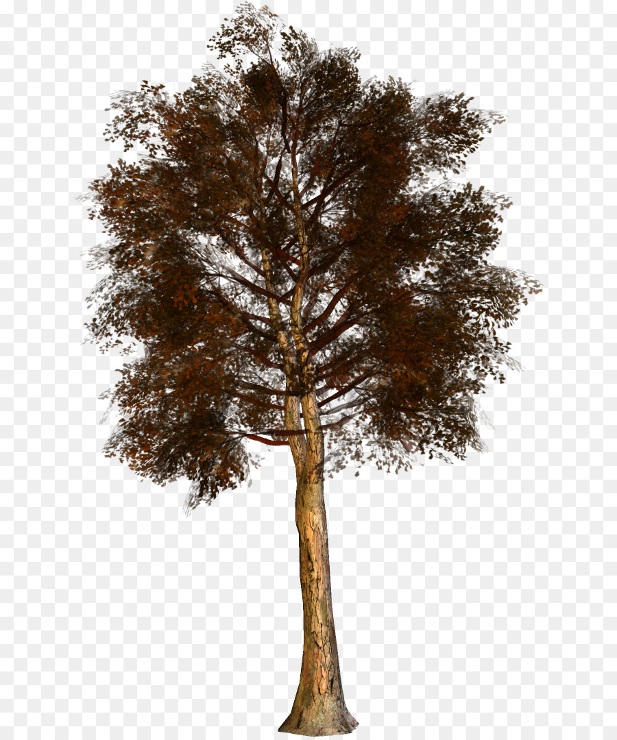 Pine，Pinheiro Família PNG