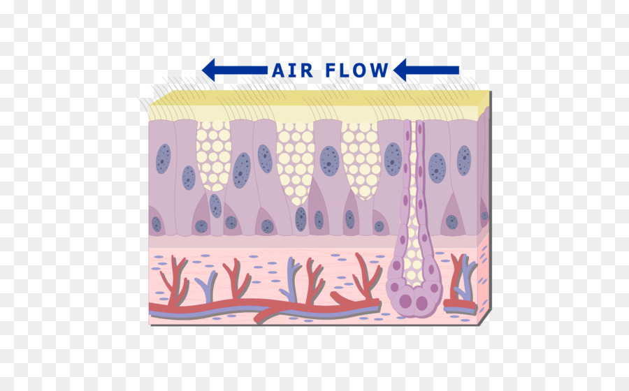 Diagrama De Pele，Fluxo De Ar PNG