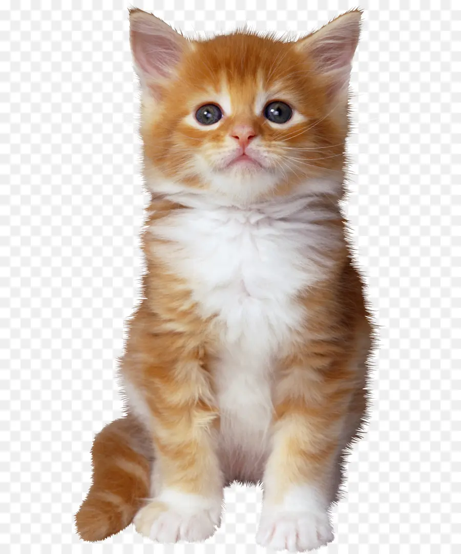 Gatinho Laranja Fofo，Gatinho PNG