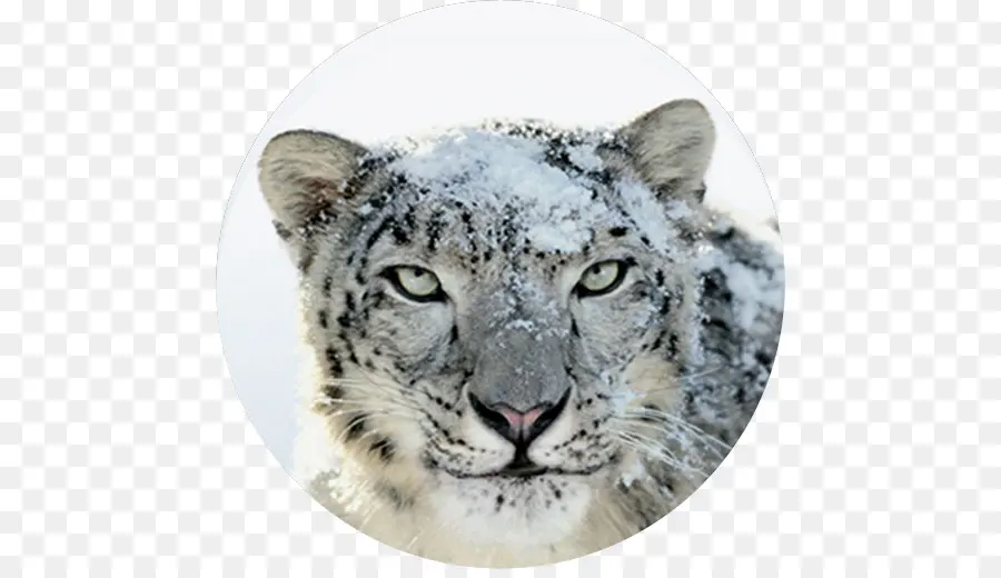O Mac Os X Snow Leopard，Macos PNG