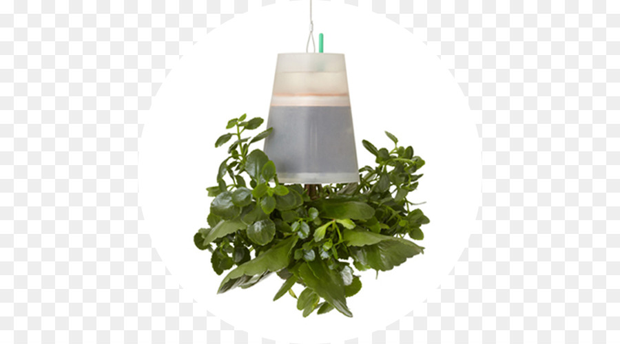 Flowerpot，Erva PNG