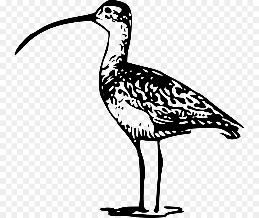 Aves，Longbilled Curlew PNG