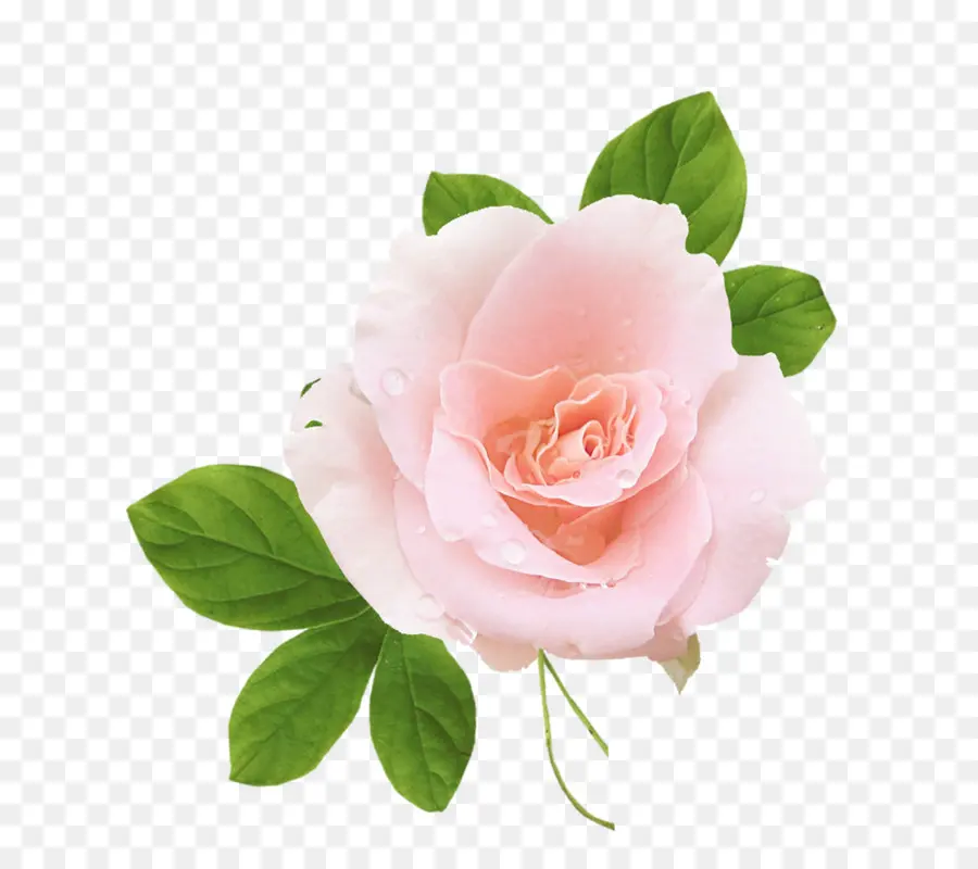 Rosas Cor De Rosa，Ramalhete PNG